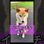 柴犬コロ ハイタッチなお手😂 #柴犬コロ #おもしろ #かわいい #犬 #funny #shibainu #dog #cute