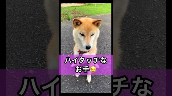 柴犬コロ ハイタッチなお手😂 #柴犬コロ #おもしろ #かわいい #犬 #funny #shibainu #dog #cute