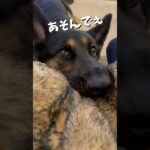 【かわいいシェパード】飼い主と遊ぶシェパード #germanshepherd #ジャーマンシェパード #大型犬 #シェパード #癒し #shorts