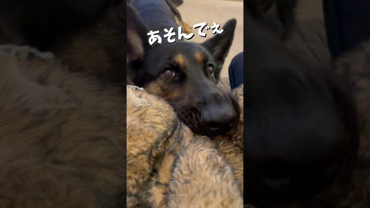 【かわいいシェパード】飼い主と遊ぶシェパード #germanshepherd #ジャーマンシェパード #大型犬 #シェパード #癒し #shorts