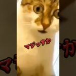 #おしりに近づくと #猫 #犬 #おもしろ #music #dog #cat #笑える #shortvideo #youtube