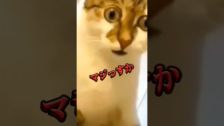 #おしりに近づくと #猫 #犬 #おもしろ #music #dog #cat #笑える #shortvideo #youtube