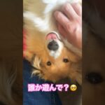 play!😴遊んで！😴#dog #puppy #sheltie #cute #shetlandsheepdog #シェルティ #子犬 #犬 #かわいい#可愛い #シェットランドシープドッグ #癒し