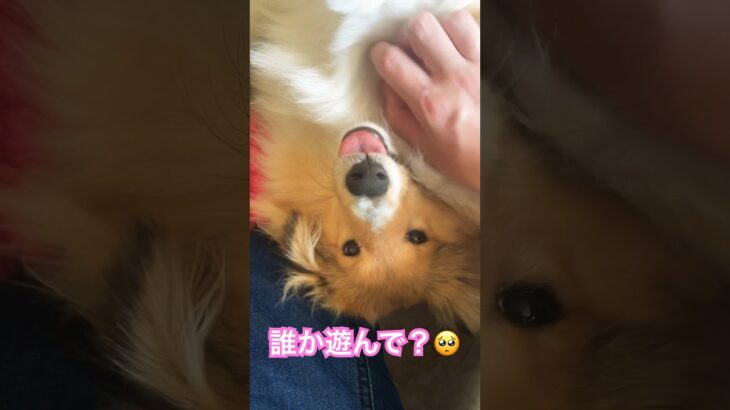 play!😴遊んで！😴#dog #puppy #sheltie #cute #shetlandsheepdog #シェルティ #子犬 #犬 #かわいい#可愛い #シェットランドシープドッグ #癒し