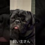 #ぱぐ #pug #可愛い #癒し #愛犬 #パグ #dog #眠い犬 #眠い