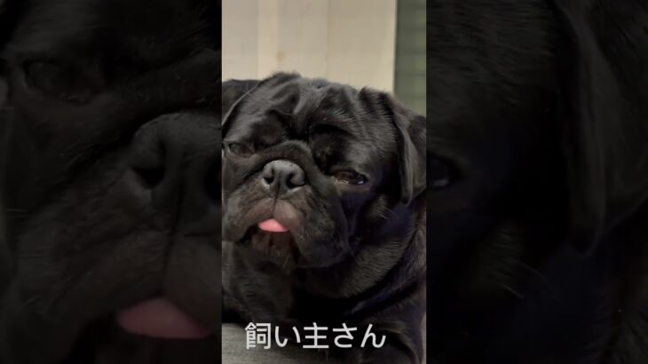 #ぱぐ #pug #可愛い #癒し #愛犬 #パグ #dog #眠い犬 #眠い