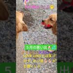 恋と鯉#ゴールデンレトリバー #puppy #クラッシー #メルシー #可愛い #癒し #犬のいる生活 #賢い#お利口