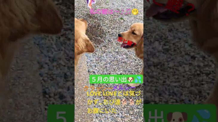 恋と鯉#ゴールデンレトリバー #puppy #クラッシー #メルシー #可愛い #癒し #犬のいる生活 #賢い#お利口