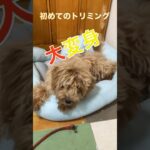 初めてのトリミングで大変身。#マルプー　#shorts   #ミックス犬　#かわいい犬  #いぬのいる生活