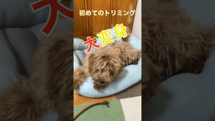 初めてのトリミングで大変身。#マルプー　#shorts   #ミックス犬　#かわいい犬  #いぬのいる生活