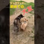 ドッグランで初めての犬友。#マルプー　#shorts   #ミックス犬　#かわいい犬　 #ドッグラン