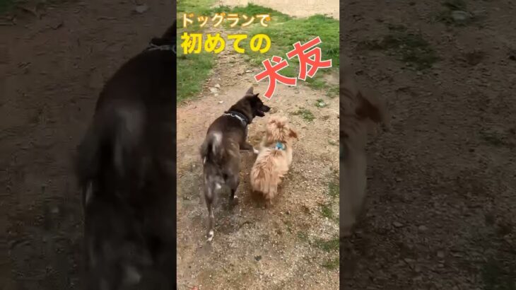 ドッグランで初めての犬友。#マルプー　#shorts   #ミックス犬　#かわいい犬　 #ドッグラン