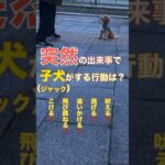 突然のハプニングに遭遇。#マルプー　#shorts   #ミックス犬　#子犬　#いぬのいる生活