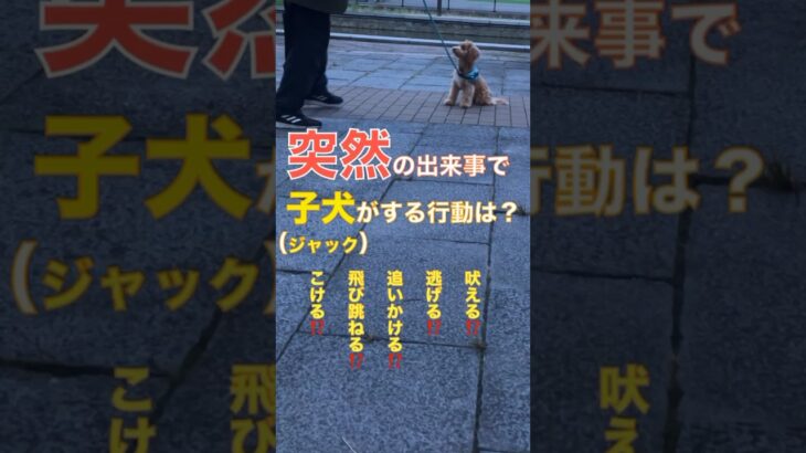 突然のハプニングに遭遇。#マルプー　#shorts   #ミックス犬　#子犬　#いぬのいる生活