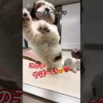 シーズーの仔犬ちゃん❤️😍#shorts #かわいい犬 #シーズー#癒し動画 #仔犬