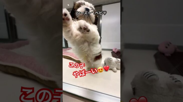 シーズーの仔犬ちゃん❤️😍#shorts #かわいい犬 #シーズー#癒し動画 #仔犬