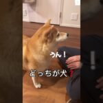 どっちが犬？人間みたいな柴犬😂　#柴犬　#犬　#かわいい犬  #しゃべる犬 #shorts