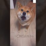 【喋る犬】お母さんに文句を言う柴犬が面白すぎる😂　#柴犬　#犬　#おもしろ #柴犬のいる暮らし #shorts