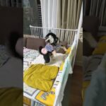 秒で壊す犬　#shorts　#黒柴エース　#柴犬