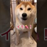 【爆笑】ママと喋る柴犬が面白すぎる😂　#柴犬　#犬　#おもしろ #面白い #shorts