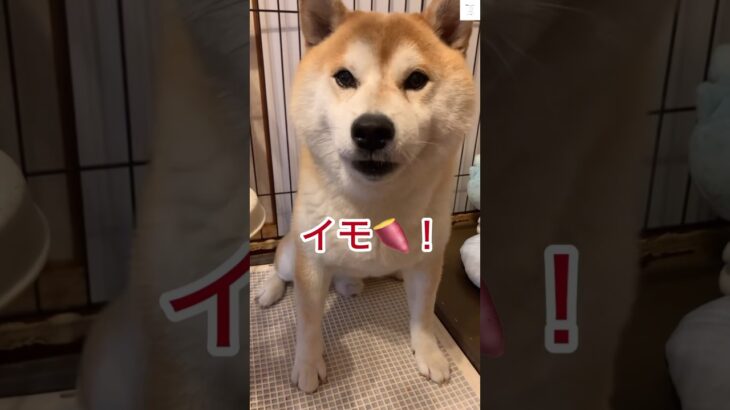 【爆笑】ママと喋る柴犬が面白すぎる😂　#柴犬　#犬　#おもしろ #面白い #shorts