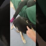 あご乗せチャレンジ #shorts #柴犬 #dog #犬 #あごのせ