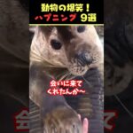 tiktokで5.7億回バズった動物ハプニング動画9選！9Animal Happenings Videos That Got 570 Million Buzz on tiktok!#犬#猫#動物