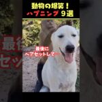 tiktokで6.2億回バズった動物ハプニング動画9選！9 Animal Happenings Videos That Got 620 Million Buzz on tiktok!#犬#猫#動物