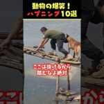 tiktokで9.3億回バズった動物ハプニング動画10選！10 Animal Happenings Videos That Got 930 Million Buzz on tiktok!#犬#猫#動物