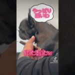 ドイツの電車のよだれワンちゃん#ドイツ#おもしろ#犬