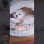 【可愛い犬】おもちゃを守るラテ　#ミックス犬　#マルポメ　#マルポメのラテ　#多頭飼いの日常 　#ひきこもり　#おもちゃ　#いぬのきもち　#可愛い犬