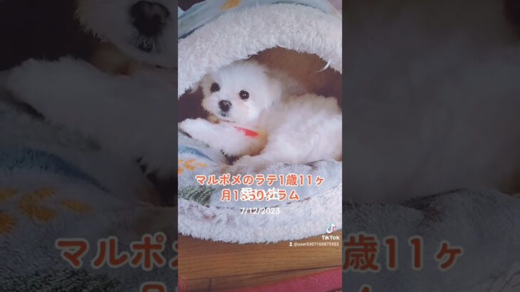 【可愛い犬】おもちゃを守るラテ　#ミックス犬　#マルポメ　#マルポメのラテ　#多頭飼いの日常 　#ひきこもり　#おもちゃ　#いぬのきもち　#可愛い犬