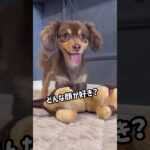 かわいい小型犬チワックス君🥰