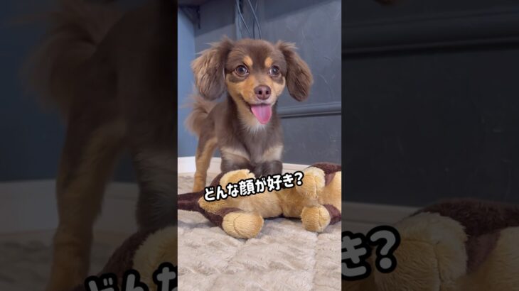 かわいい小型犬チワックス君🥰