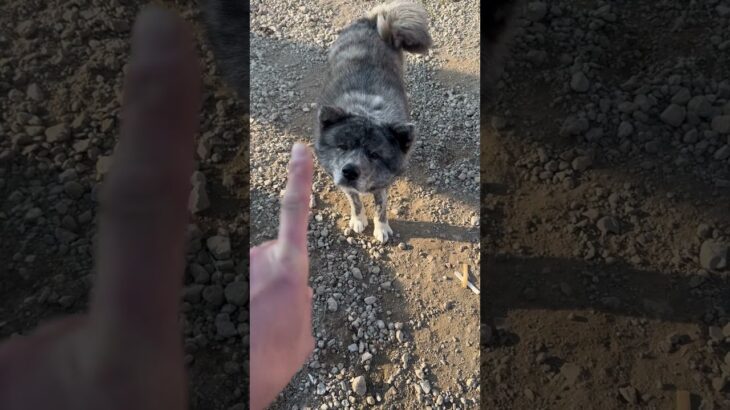 ゴン太　家族　可愛い　犬　ペット　癒し