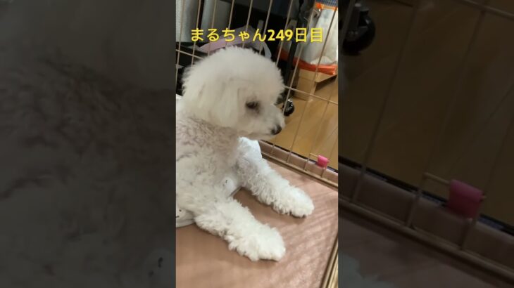 眠そうなまるちゃん#かわいい犬 #ビションフリーゼ #可愛い #癒し