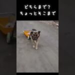 犬タクシーｗ