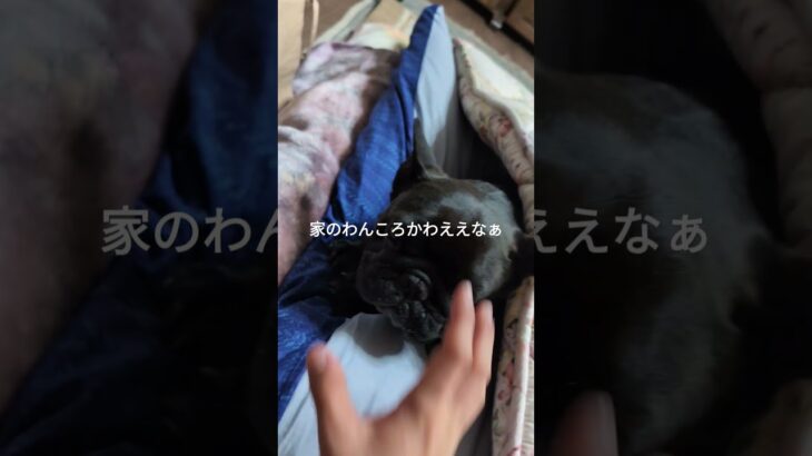 家の犬かわいいなぁ＃フレンチブルドッグ