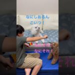 犬のおもしろ動画#犬 #おもしろ #トイプードル