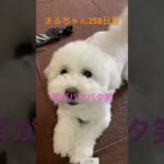 まるちゃんテンション高いよ#かわいい犬 #ビションフリーゼ #癒し #可愛い #おもしろ動画犬