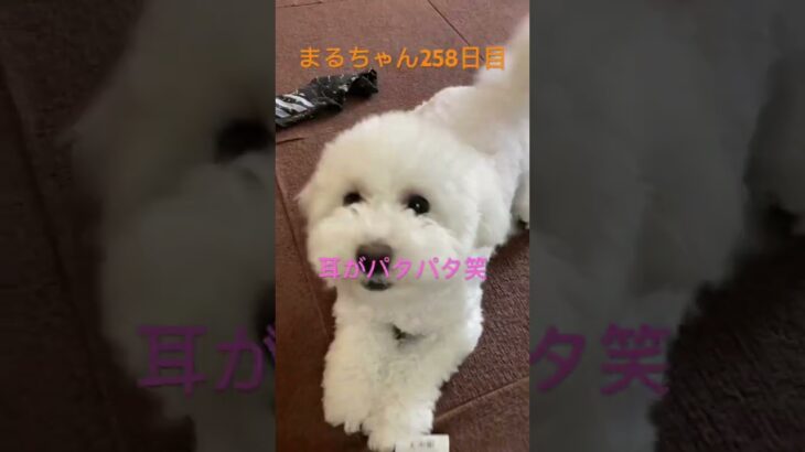 まるちゃんテンション高いよ#かわいい犬 #ビションフリーゼ #癒し #可愛い #おもしろ動画犬