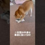 いたずらを許してもらったので思いきり遊ぶ犬【豆柴くるみ】vol.458 #shorts