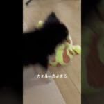 カエルvsきよまろ #チワワ #癒し #犬のいる生活 #子犬 #puppy #ペット