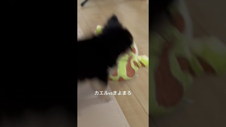 カエルvsきよまろ #チワワ #癒し #犬のいる生活 #子犬 #puppy #ペット