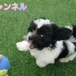 とんでもなくかわいい子犬のエイト！うちに来て11日目！お外でボール遊び！新築住宅、注文住宅、家づくり、全館空調、床暖房