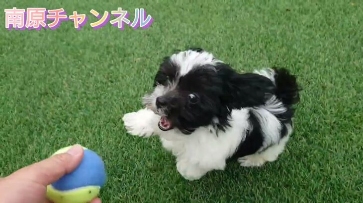 とんでもなくかわいい子犬のエイト！うちに来て11日目！お外でボール遊び！新築住宅、注文住宅、家づくり、全館空調、床暖房