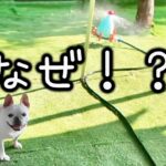 【フレブル】犬9匹と水遊びしてたらハプニング！？