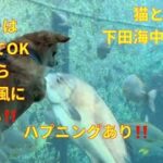 初めて下田海中水族館に猫犬と行ってきた!カワウソに餌やりでハプニング！反応がめちゃ面白いI went to the aquarium with my cat and dog!#水族館#おすすめ#ペット