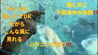 初めて下田海中水族館に猫犬と行ってきた!カワウソに餌やりでハプニング！反応がめちゃ面白いI went to the aquarium with my cat and dog!#水族館#おすすめ#ペット