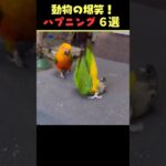 Instagramで7.4億回バズった動物ハプニング動画6選！6Animal Happenings Videos That Got 740 Million Buzz on Instagram!#犬#猫